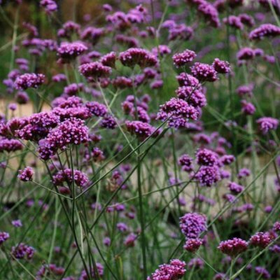 17250824_verbena_bonariensis_02