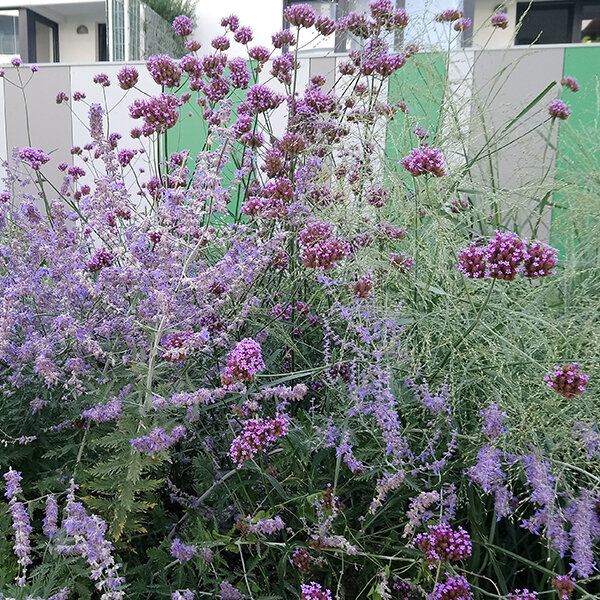 17250824_verbena_bonariensis_03