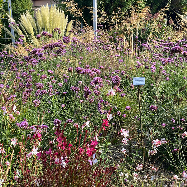 17250824_verbena_bonariensis_04