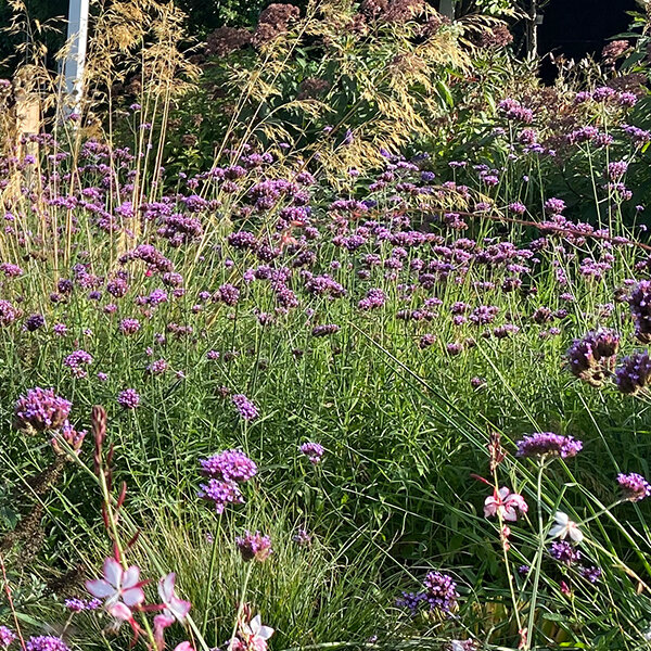 17250824_verbena_bonariensis_05