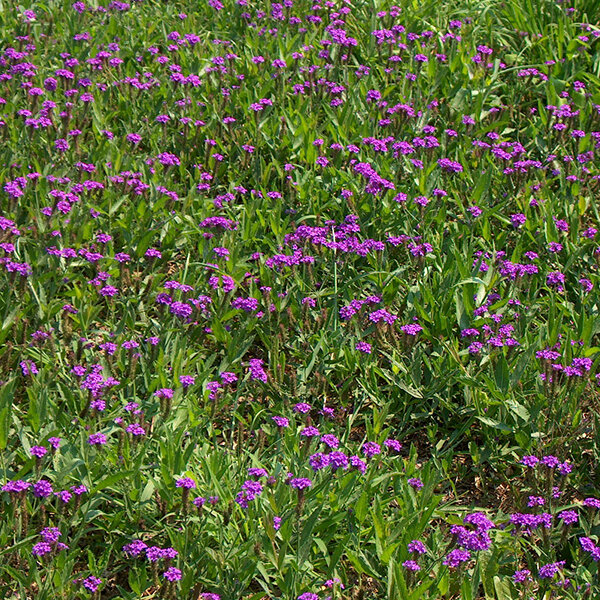 4254630_verbena_venosa_lilac_01