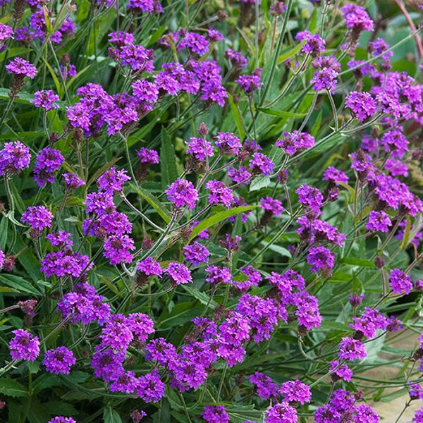 4254630_verbena_venosa_lilac_03