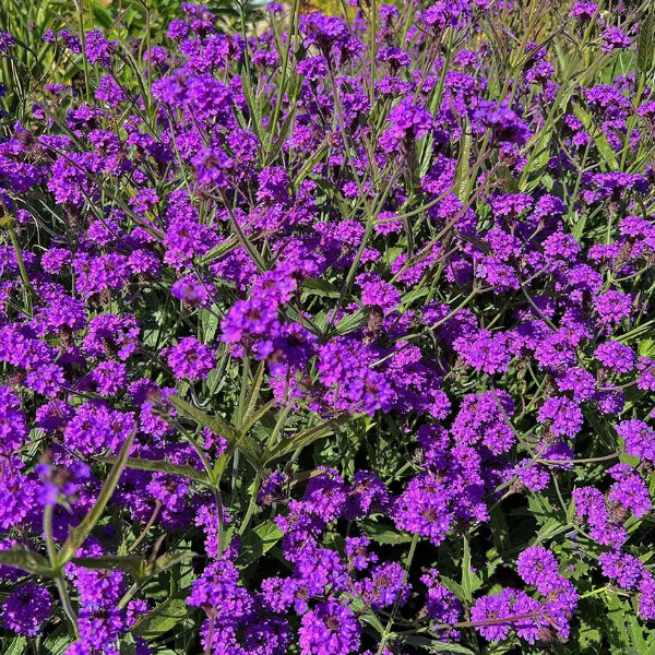 4254630_verbena_venosa_lilac_04