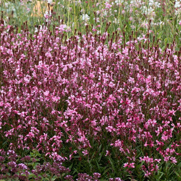 5244310_gaura_butterfly_dark_pink_02