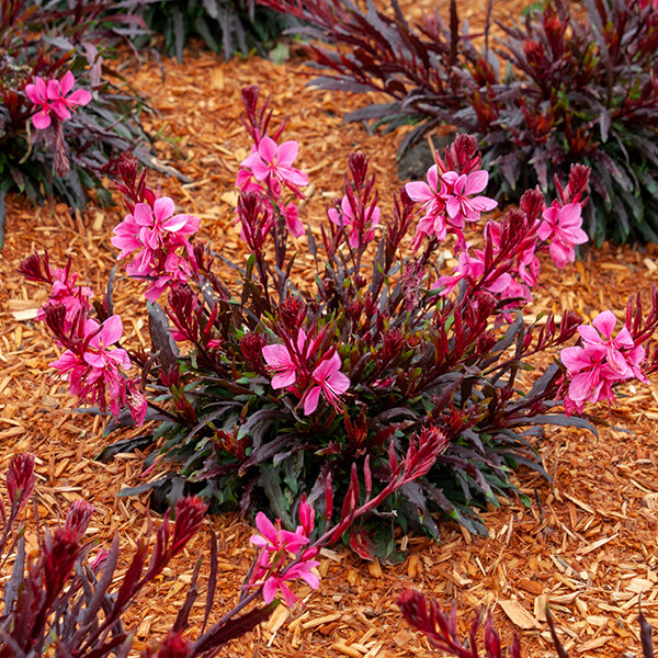 7244380_gaura_graceful_pink_02