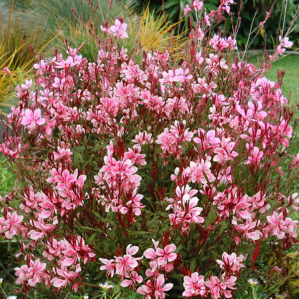 4252486_gaura_passionate_blush_03