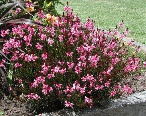 7250205_gaura_siskiyou_pink_01