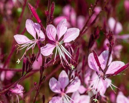 7250205_gaura_siskiyou_pink_02