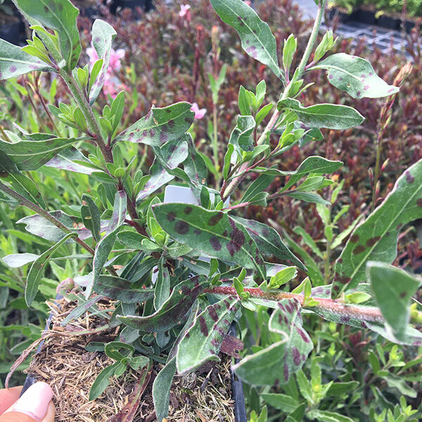 7250205_gaura_siskiyou_pink_03