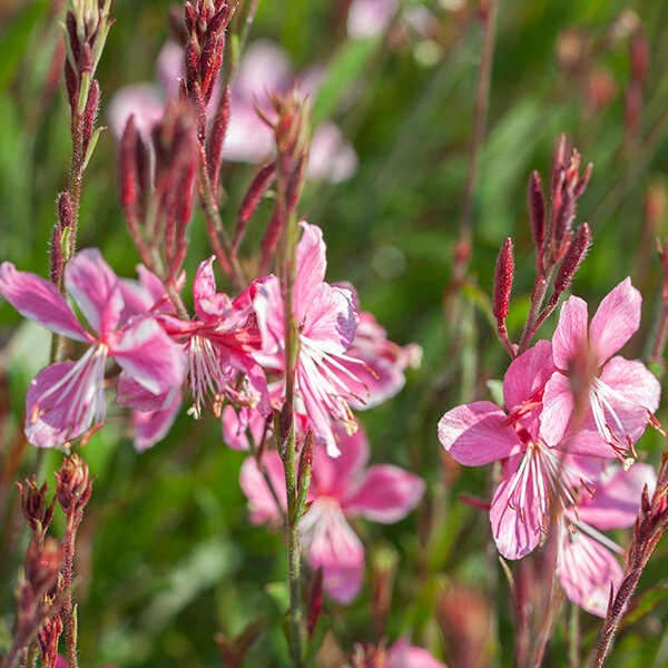 7250205_gaura_siskiyou_pink_06