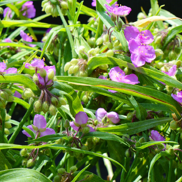 3210151_tradescantia_rubra_01