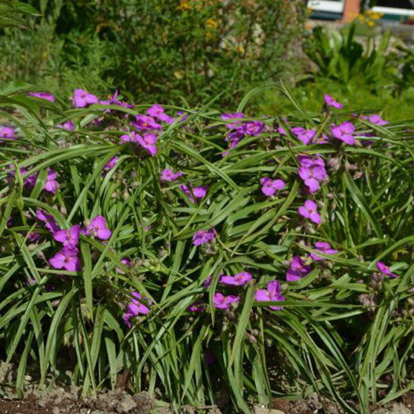 3210151_tradescantia_rubra_02