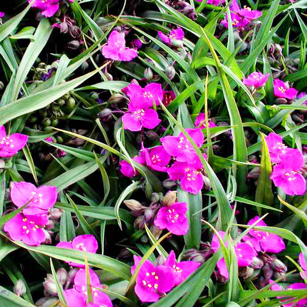3210151_tradescantia_rubra_03