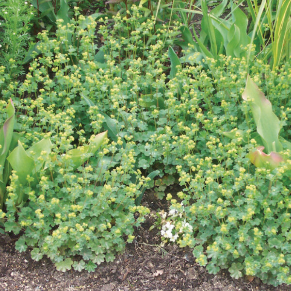 5253717_alchemilla_alma_01