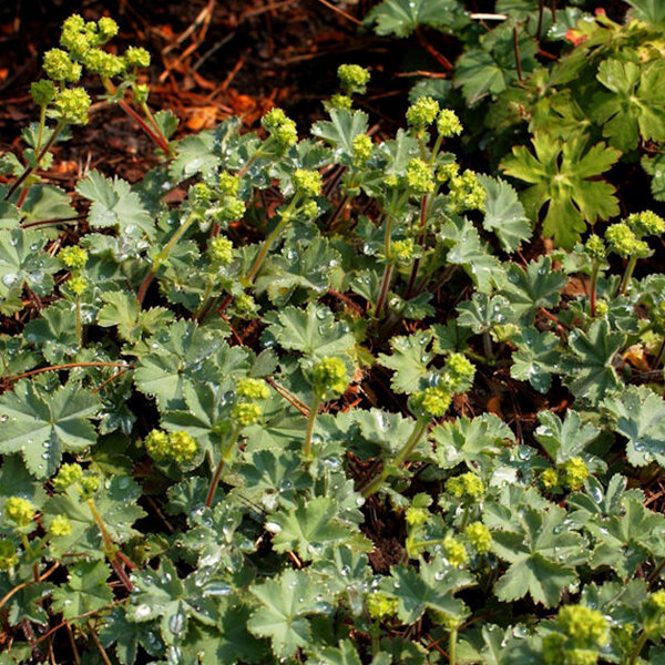 5253717_alchemilla_alma_02