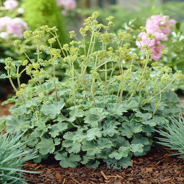 5253717_alchemilla_alma_03