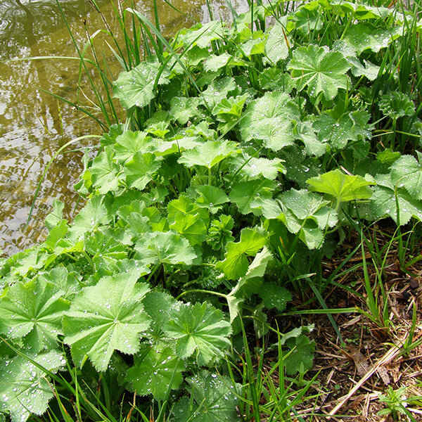 4251017_alchemilla_irish_silk_02