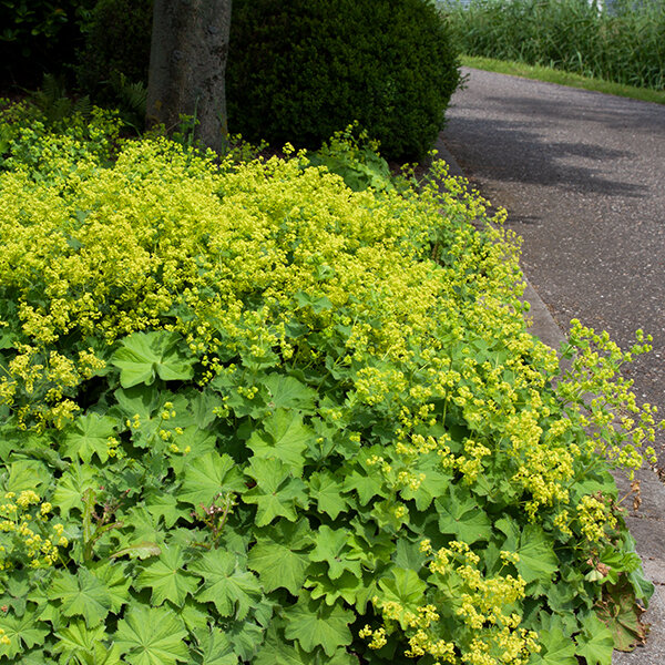 4251017_alchemilla_irish_silk_04