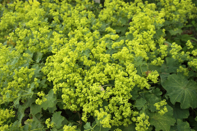 4220763_alchemilla_thriller_01