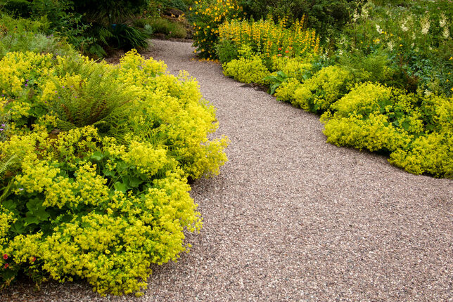 4220763_alchemilla_thriller_02