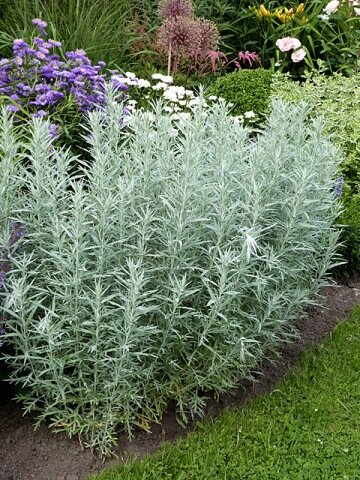 0182_artemisia_silver_queen_01