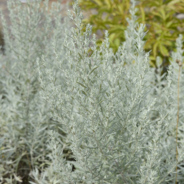 0182_artemisia_silver_queen_02