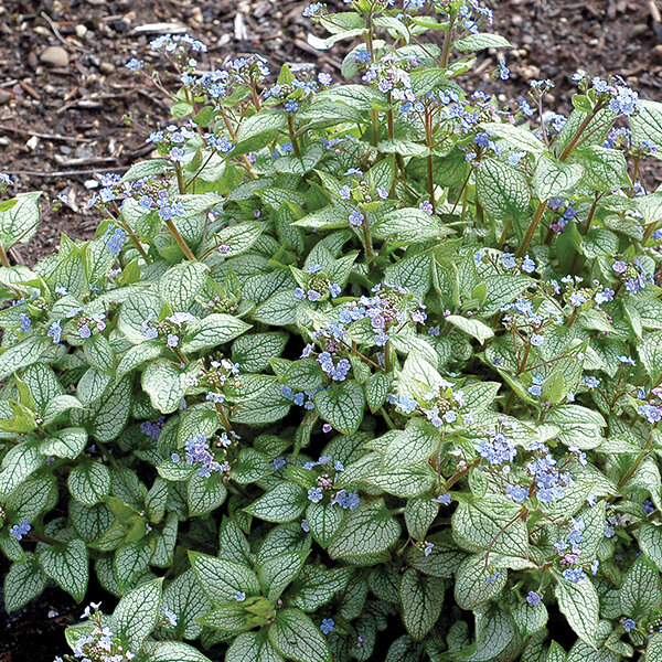 5233594_brunnera_alexandria_01