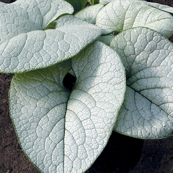 5233594_brunnera_alexandria_02