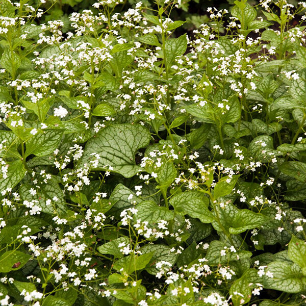 3253724_brunnera_betty_bowring_01