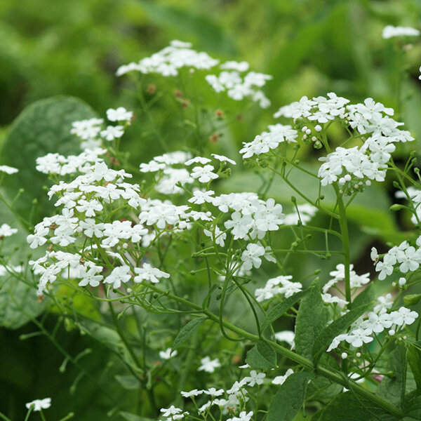 3253724_brunnera_betty_bowring_02