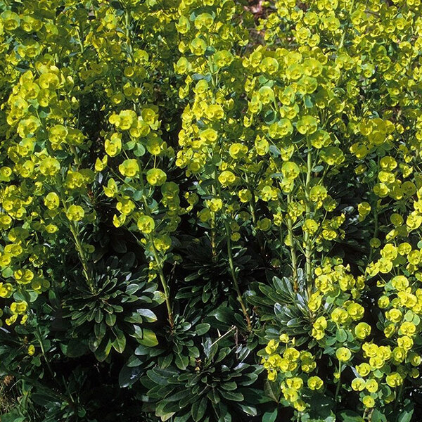 7254251_euphorbia_a_2