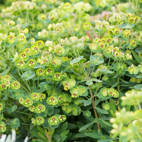 4212892_euphorbia_kolibri_01