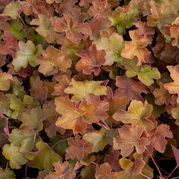 6231187_heuchera_caramel_02