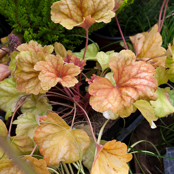 7250935_heuchera_champagne_08