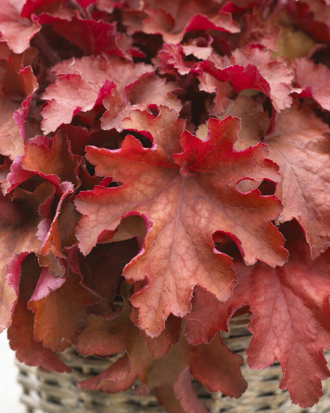 5221188_heuchera_coralberry_01