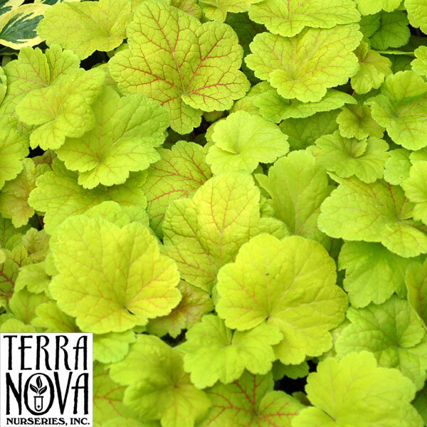 9250629_heuchera_electic_lime_01