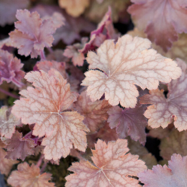 9251048_heuchera_kira_oak_forest_02