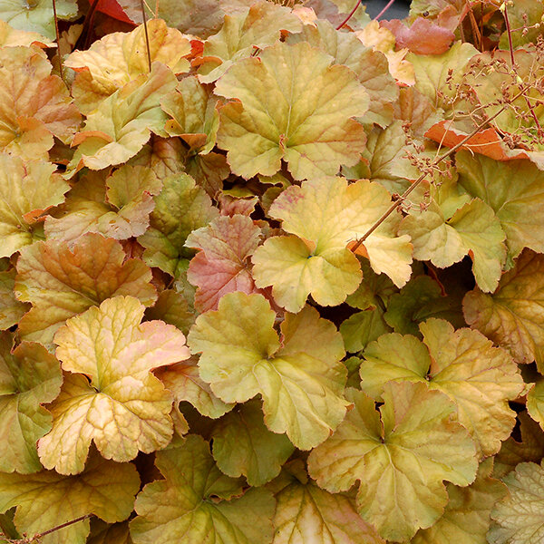8222488_heuchera_northern_exposure_amber_01