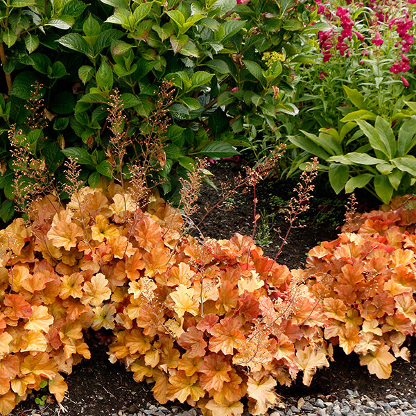 8222488_heuchera_northern_exposure_amber_03