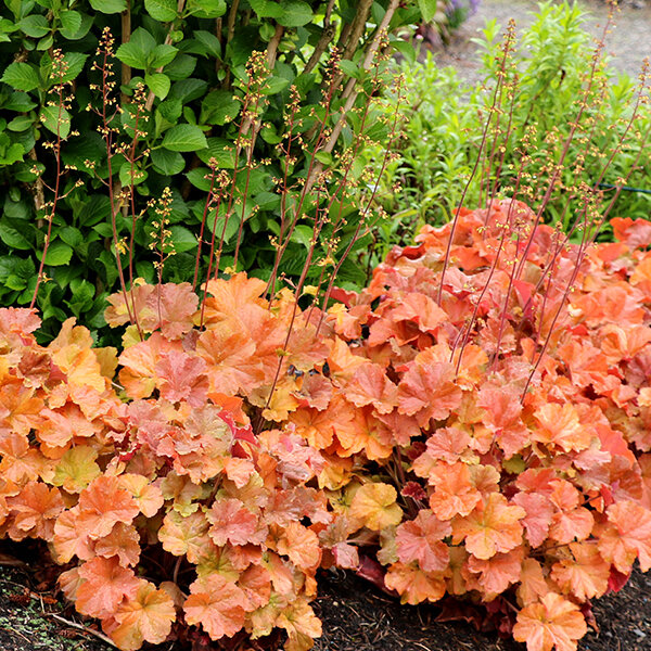 8222488_heuchera_northern_exposure_amber_04
