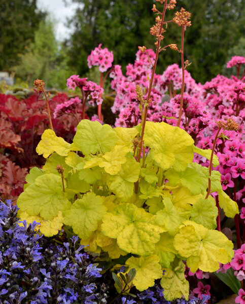 9250366_heuchera_sweet_tart_01
