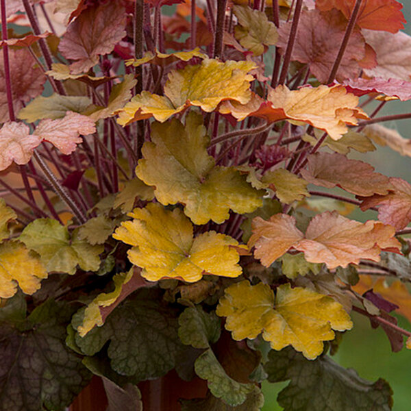 5212893_heuchera_world_caffe_americano_01