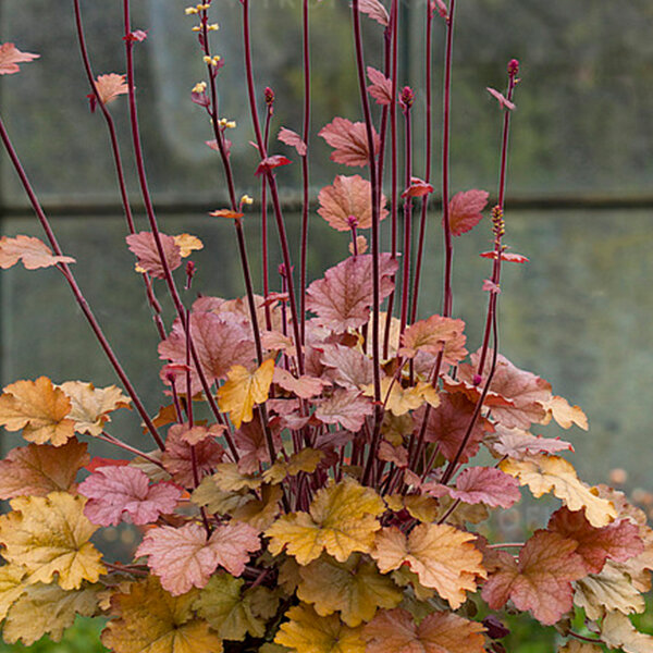 5212893_heuchera_world_caffe_americano_02