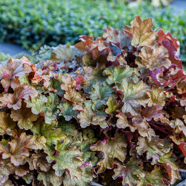 5212893_heuchera_world_caffe_americano_03