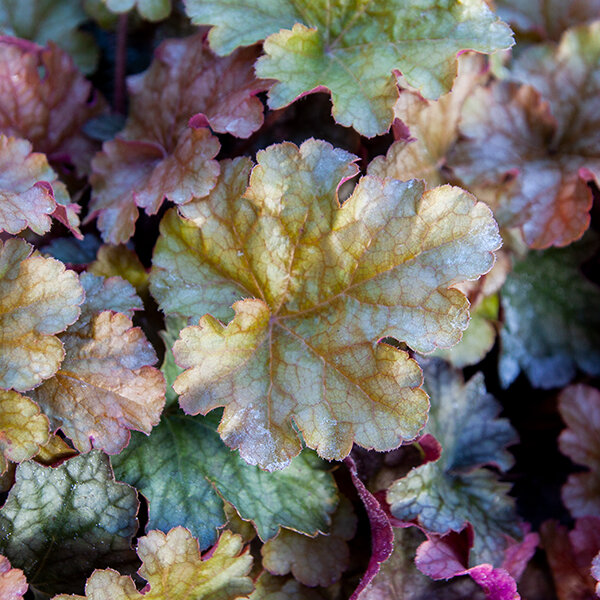 5212893_heuchera_world_caffe_americano_05