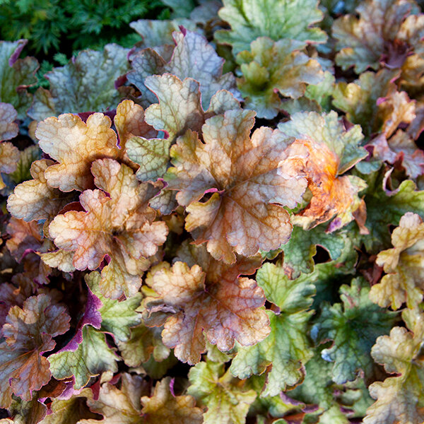 5212893_heuchera_world_caffe_americano_06