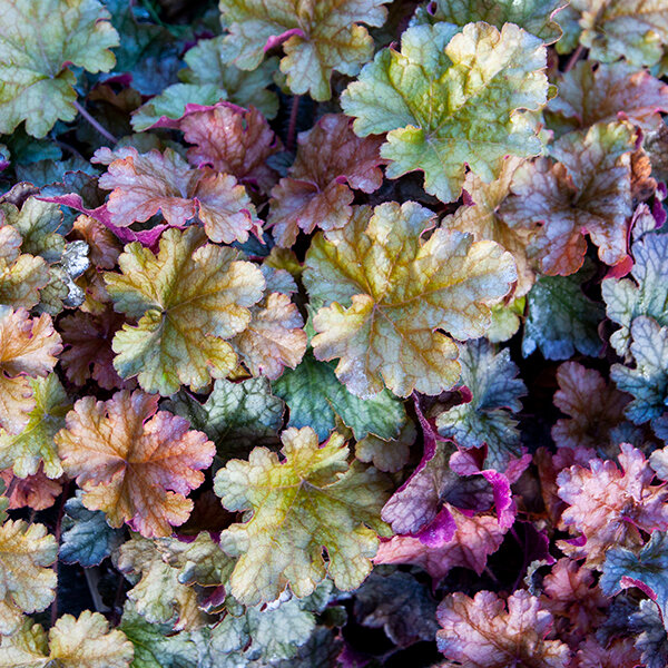 5212893_heuchera_world_caffe_americano_07