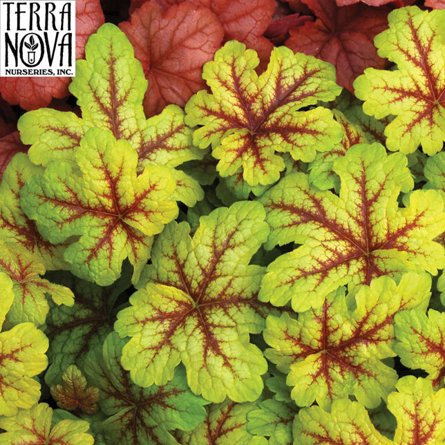 9250820_heucherella_alabama_sunrise_01