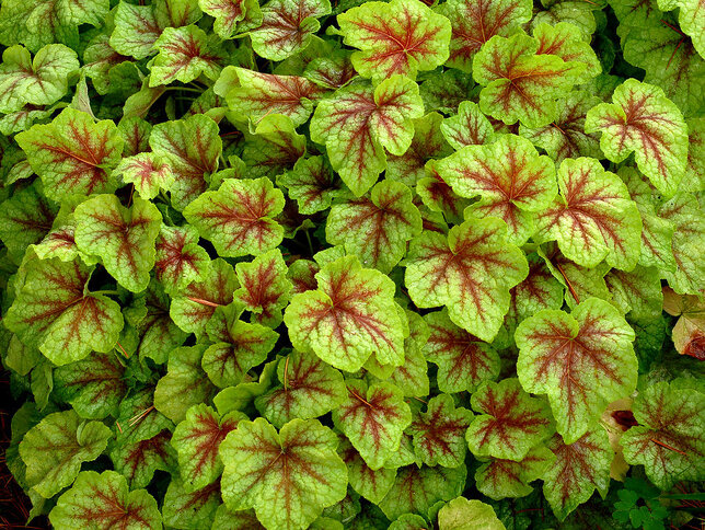 6211134_heucherella_fire_frost_01