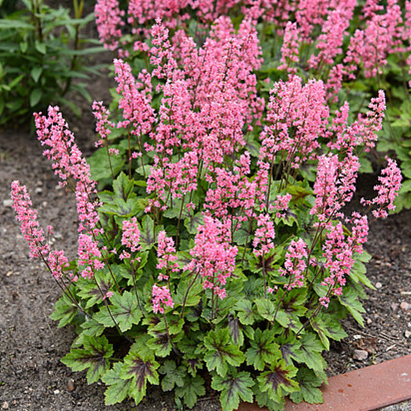 7244347_heucherella_pink_revolution_03